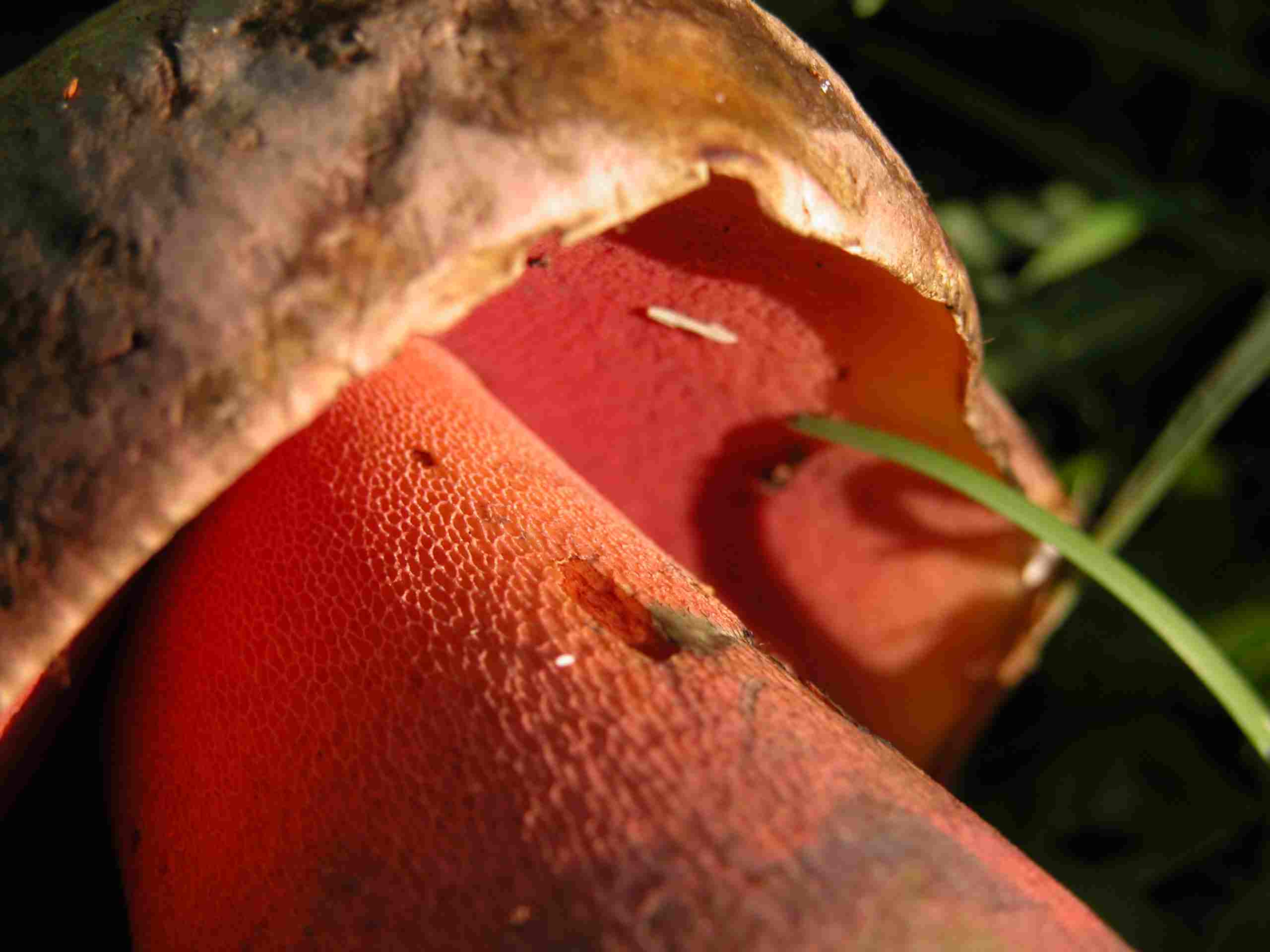 Boleto in ambiente misto faggi/abeti